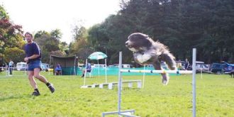 Championship Jumpers & Agility Ribbon Trial